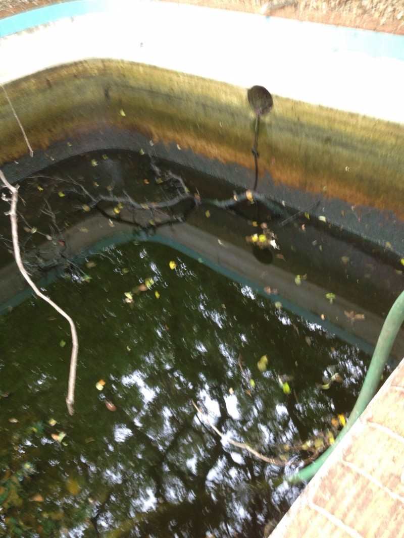 CarlEoff pool demo