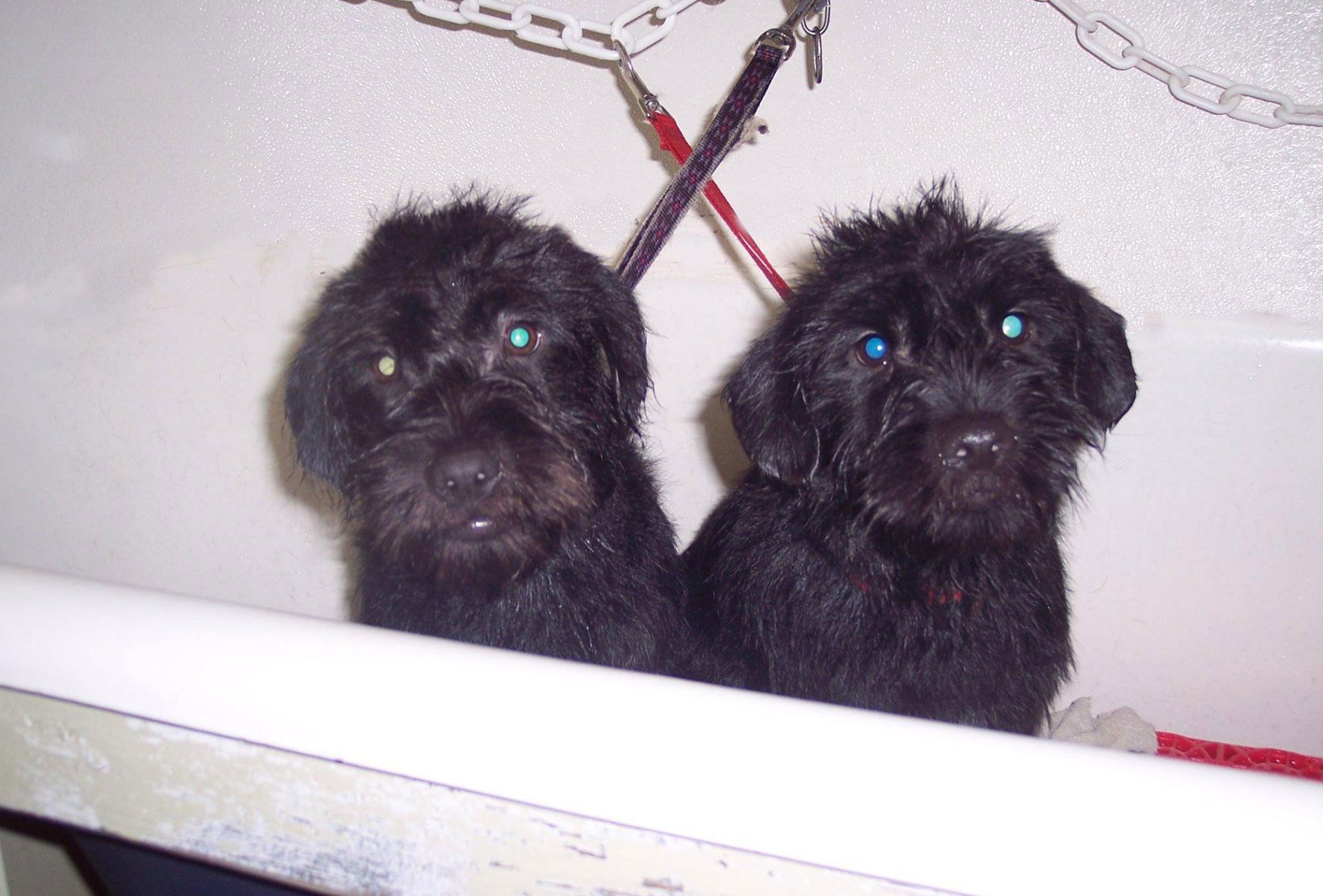 Dog Grooming Dover, NH; Durham, NH; Rochester, NH