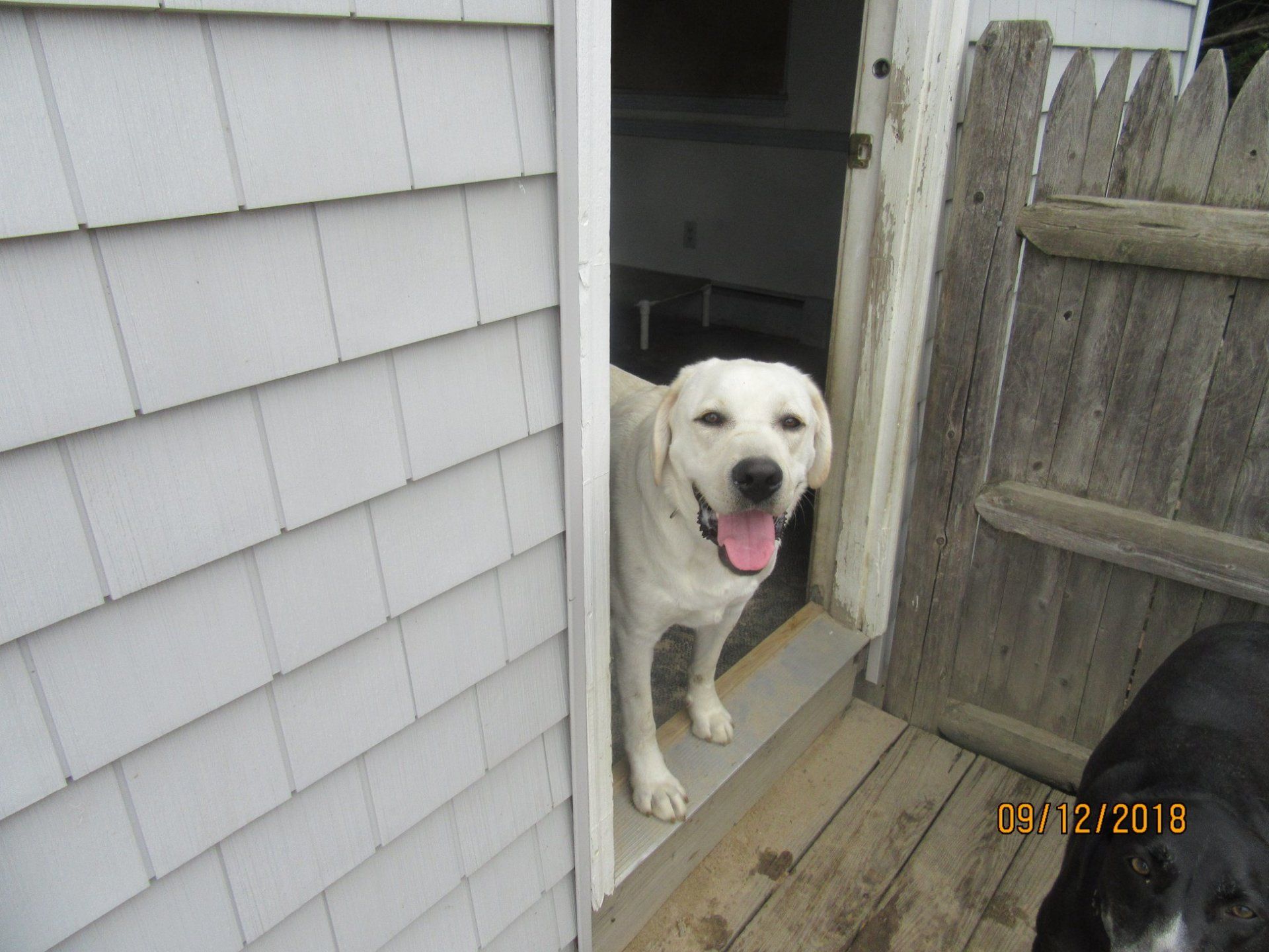 dog daycare in Rochester, NH