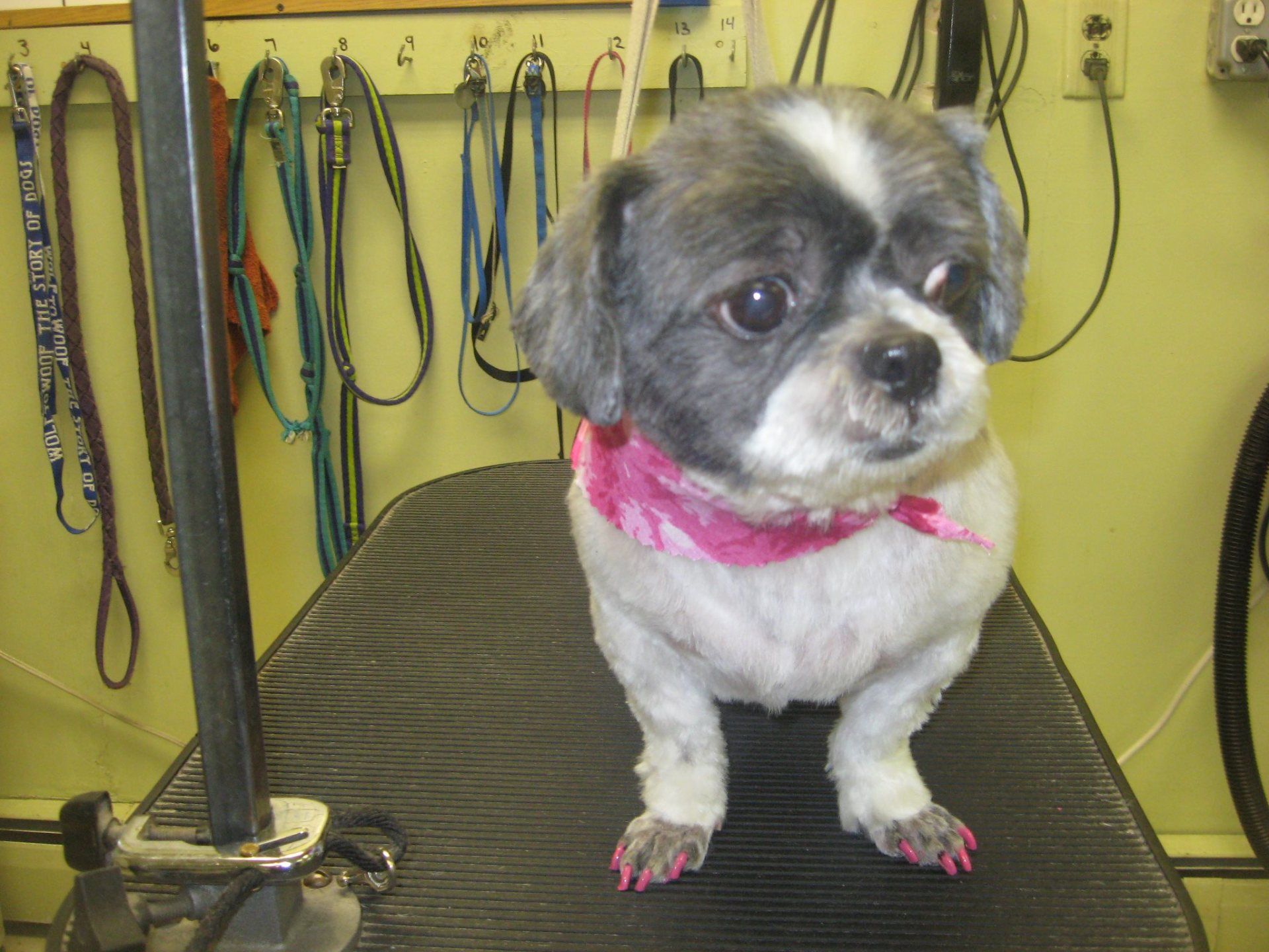 Dog Grooming Dover, NH; Durham, NH; Rochester, NH
