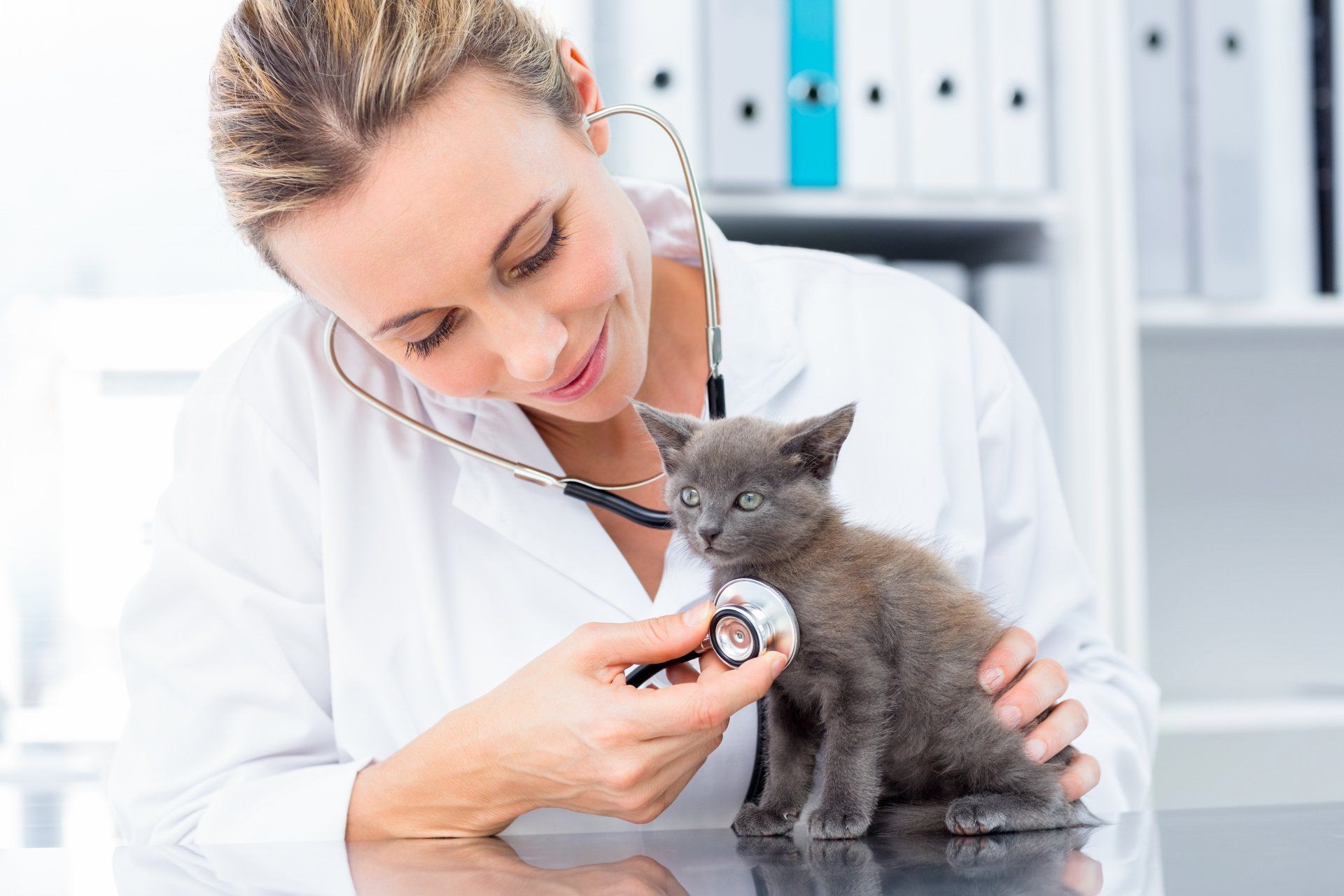 doctor at cat hotel