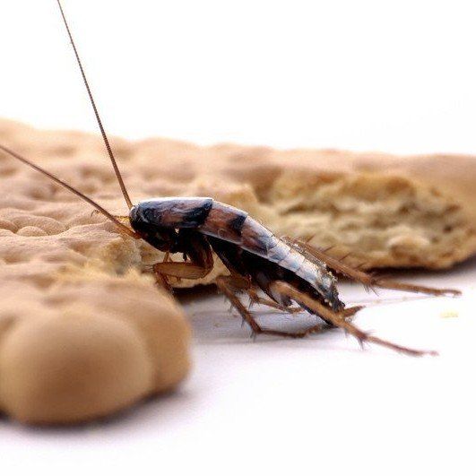 domestic pest problem