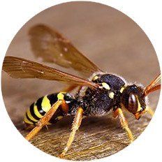 Wasp nest treatment