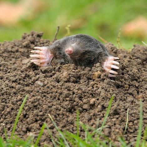 pest control
