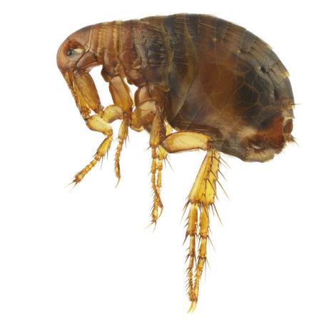 domestic pest problem