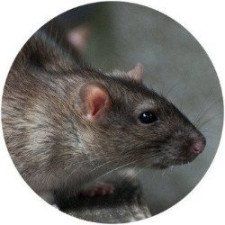 Rat and mouse control