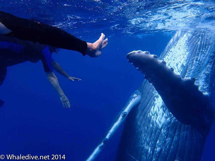 Snorkelers hand meets a whales fin