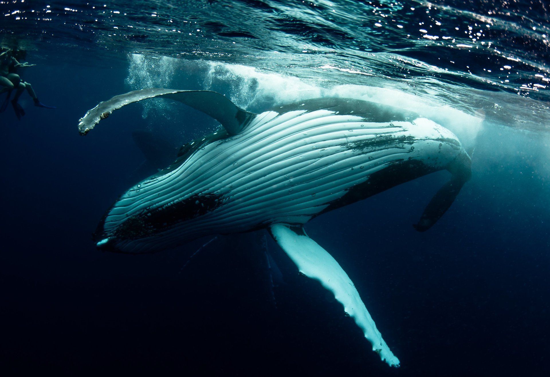 Whale twisting backwards