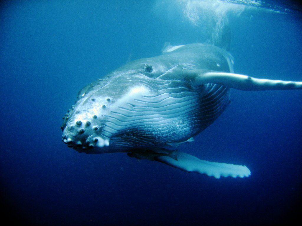 A whale passing by