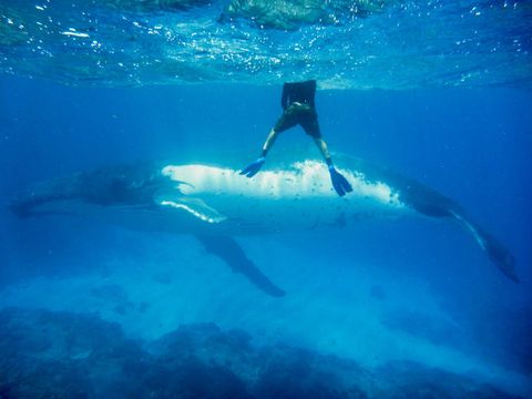 Ron Hunter Taking a photo of a Humpback whale in 2005