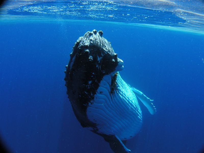 Head on with a whale at the surface
