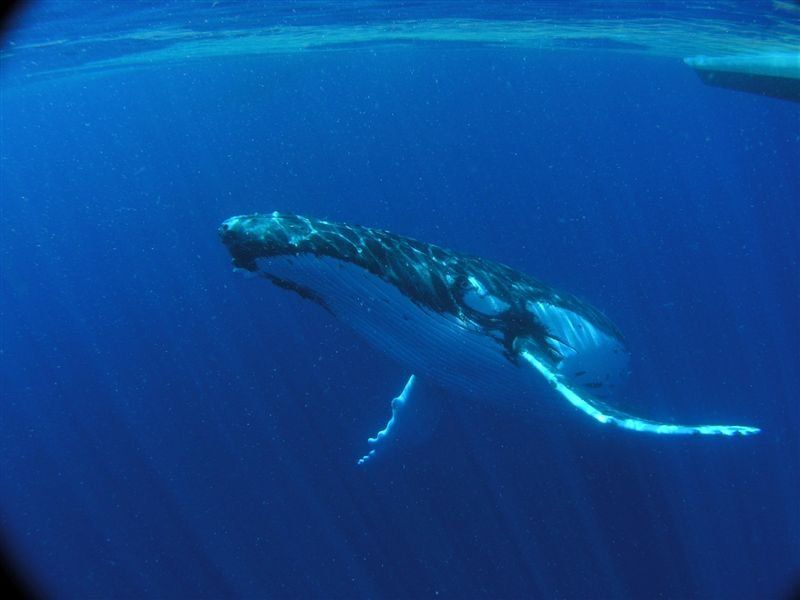 A whale passing by