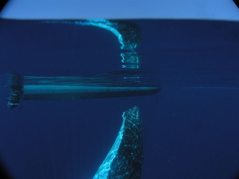 a whales nose about to break the surface, and it's reflection
