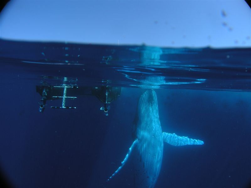 whale spyhopping next to a charter boat