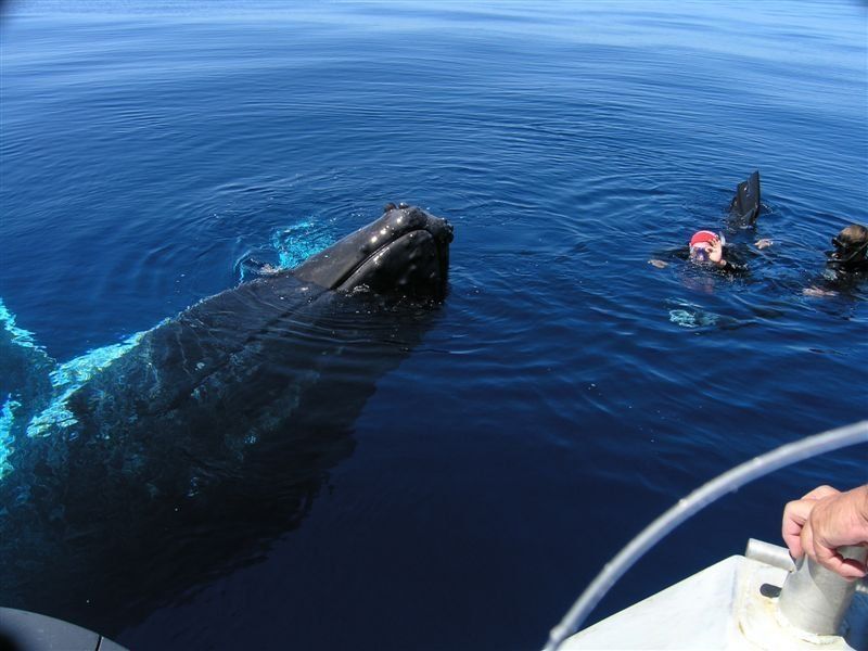 Whale with it's nose out of the water and two snorkellers