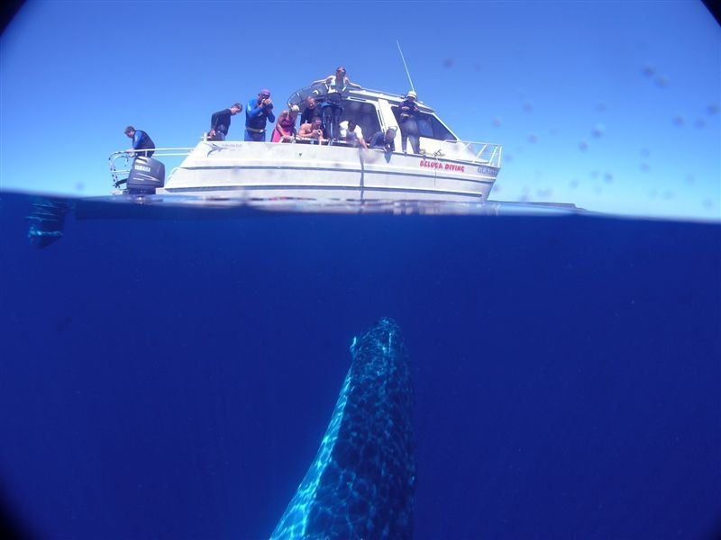 Split Lens image, boat at the surface, whale coming up to spyhop