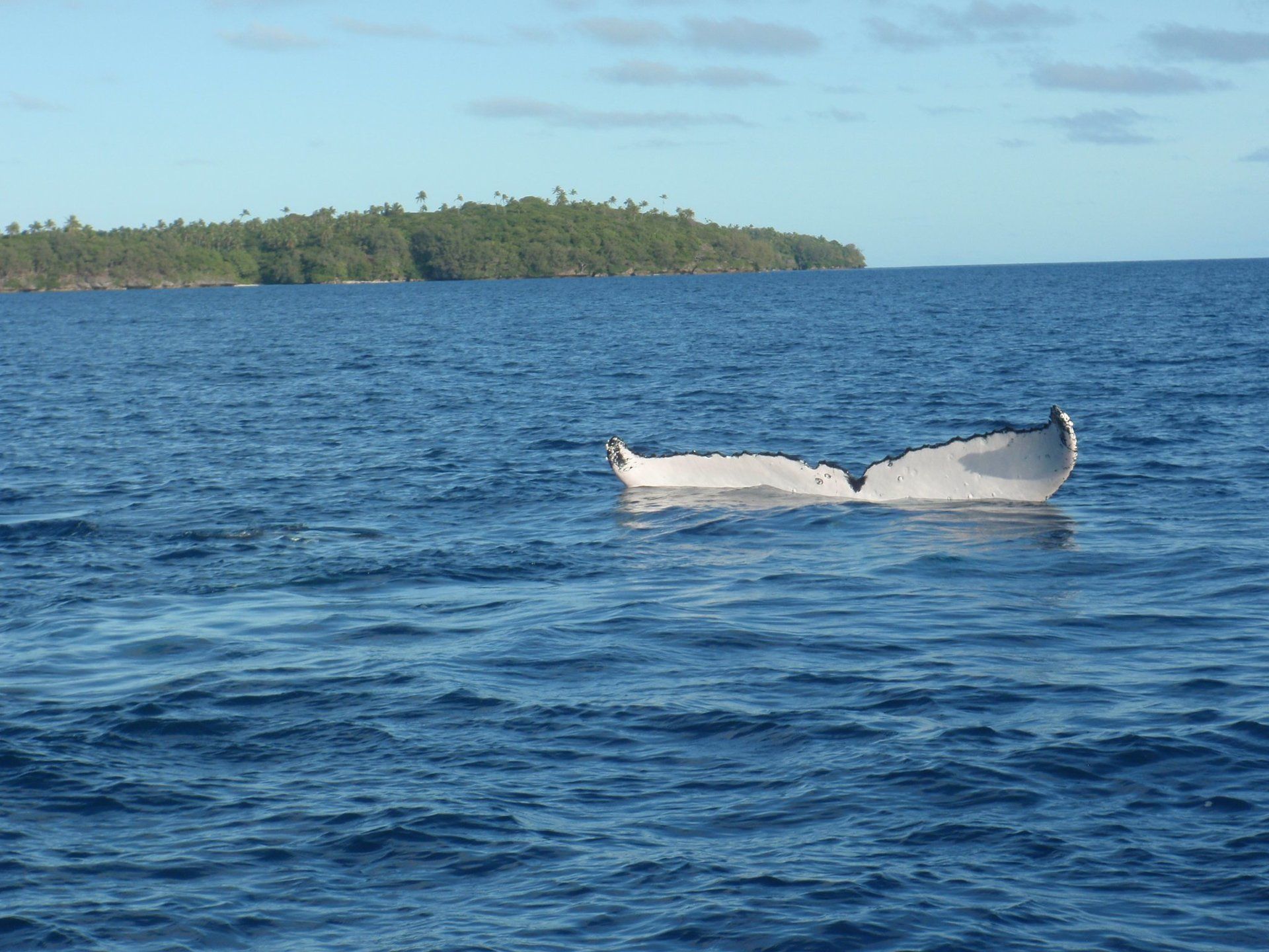 The top of a whale tail from the surface
