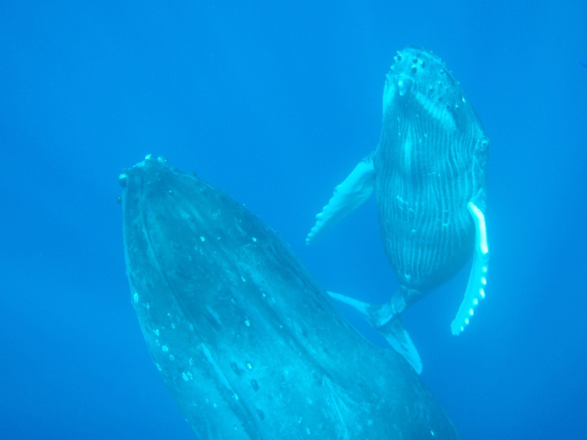 A pair of whale coming up to the surface