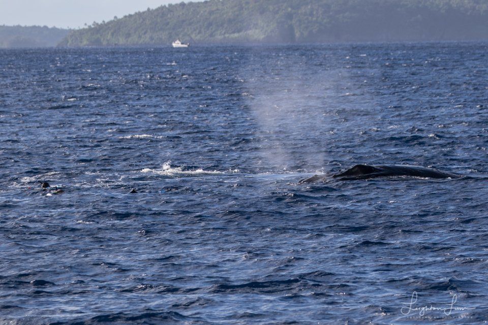 A whale spraying, right next to snorkelers