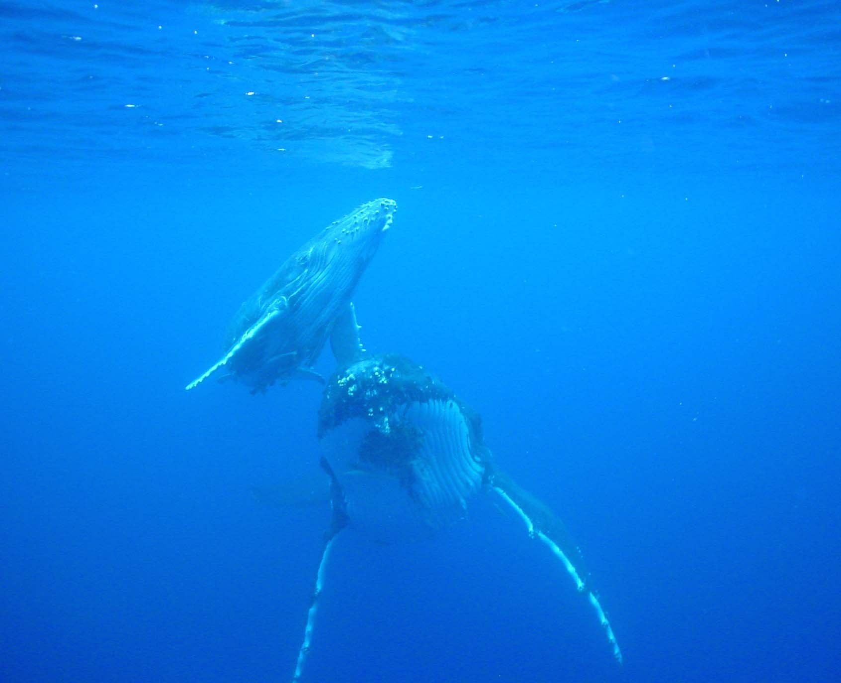 mum and calf at the surface
