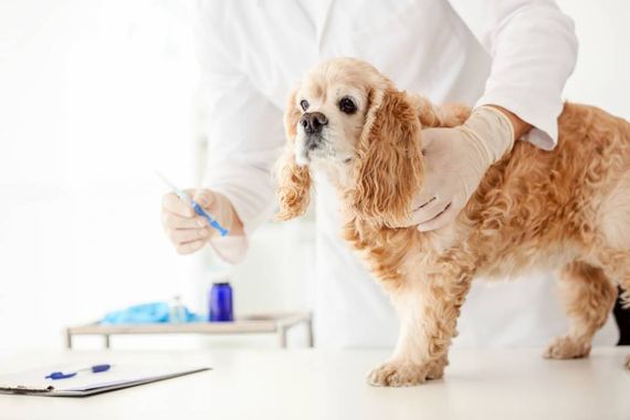 Cocker dal veterinario