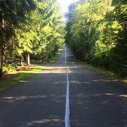 Road through a forest of tall green trees with a white center line, sunny day.
