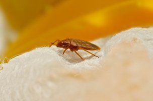Bed Bug — Prince George, VA — Houchins Pest Control Service Bed Bug — Prince George, VA — Houchins Pest Control Service