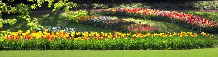 Garden flowers