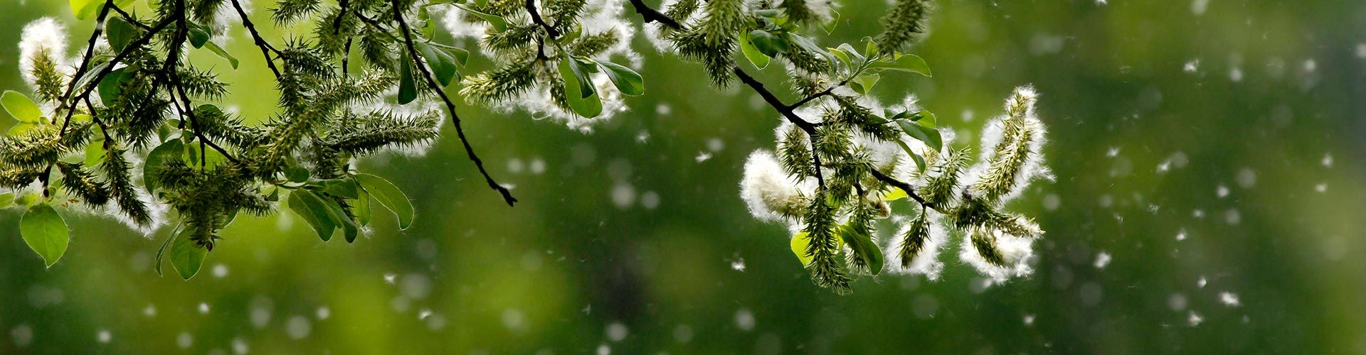 Allergy Information | Allergy, Asthma and Immunology | Fort Worth, TX