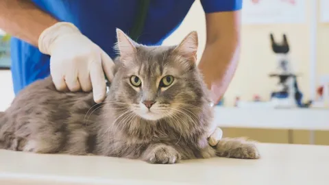 Gatto dal veterinario