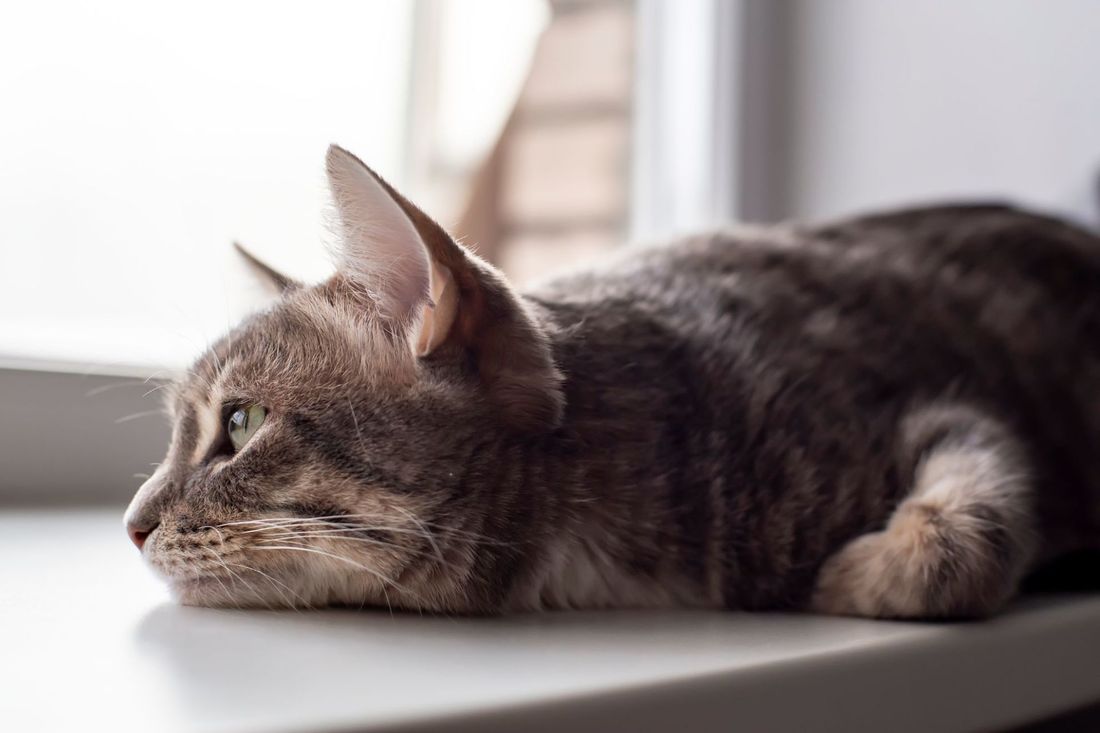 Gatto sdraiato