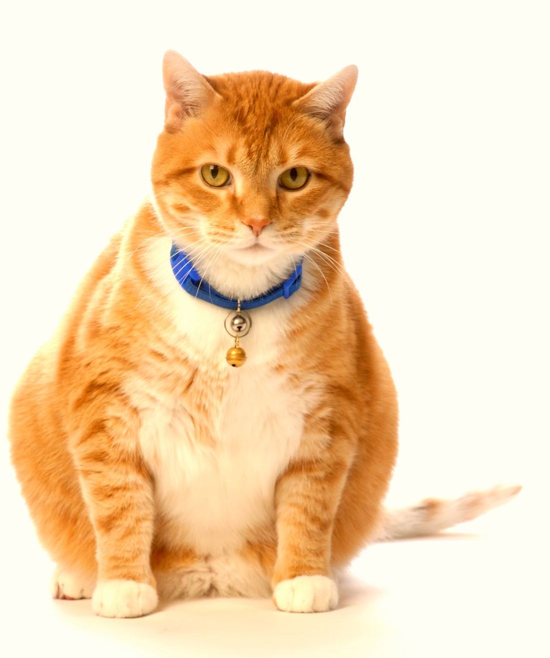 Gatto rosso