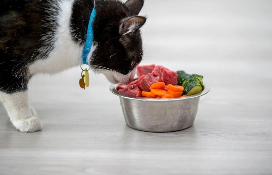 Gatto che mangia da ciotola