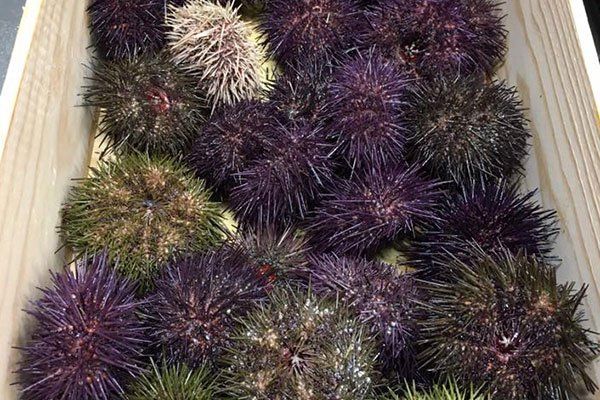 un cestino con ricci di mare 