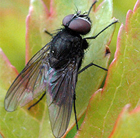 Kleine Stubenfliege