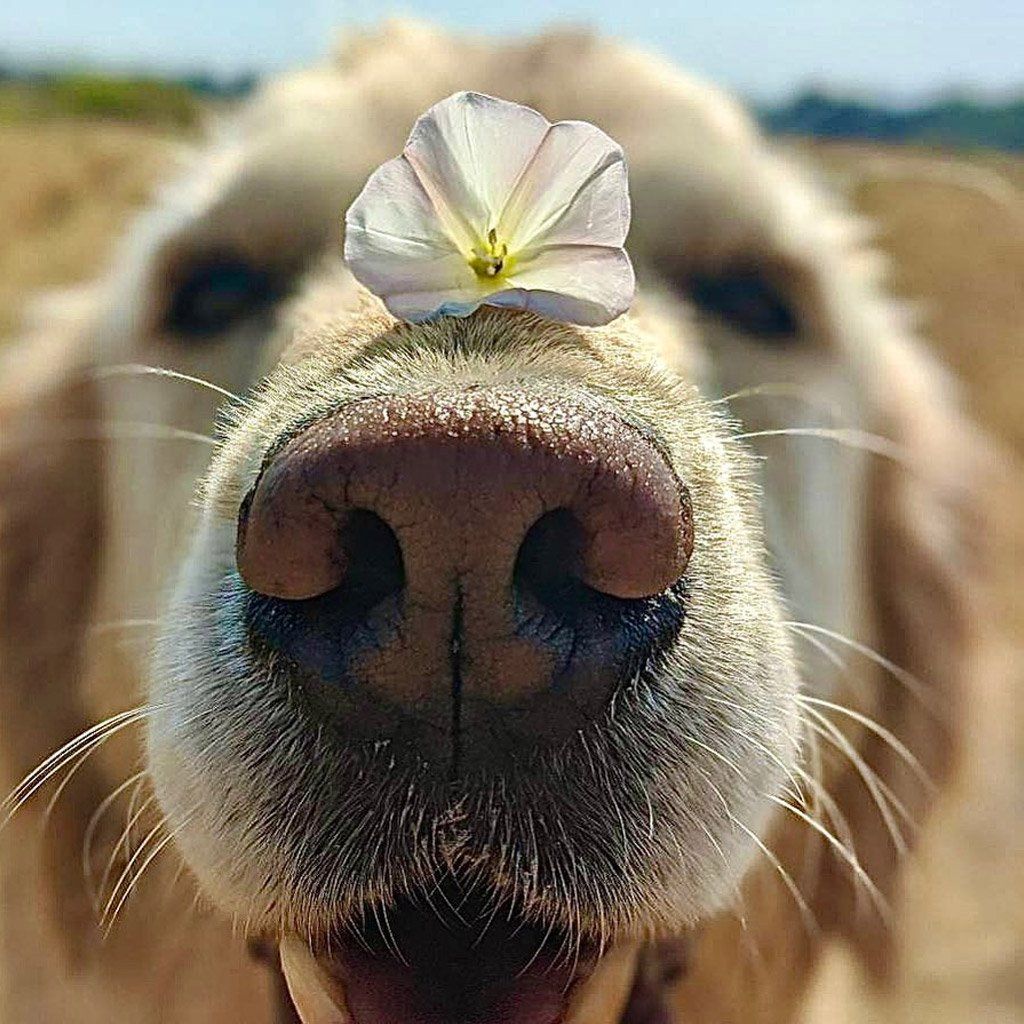 Golden retriever with a flower on its nose, smiling with a blurry background.