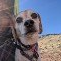Dog with floppy ears, looking upwards at the camera with a slight smile, against a clear blue sky.