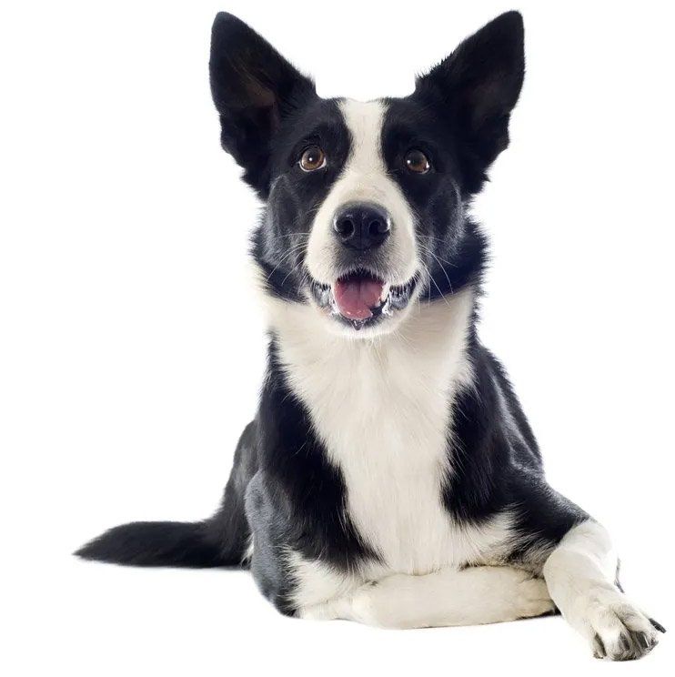 Black and white Border Collie dog, lying down, looking at the viewer.