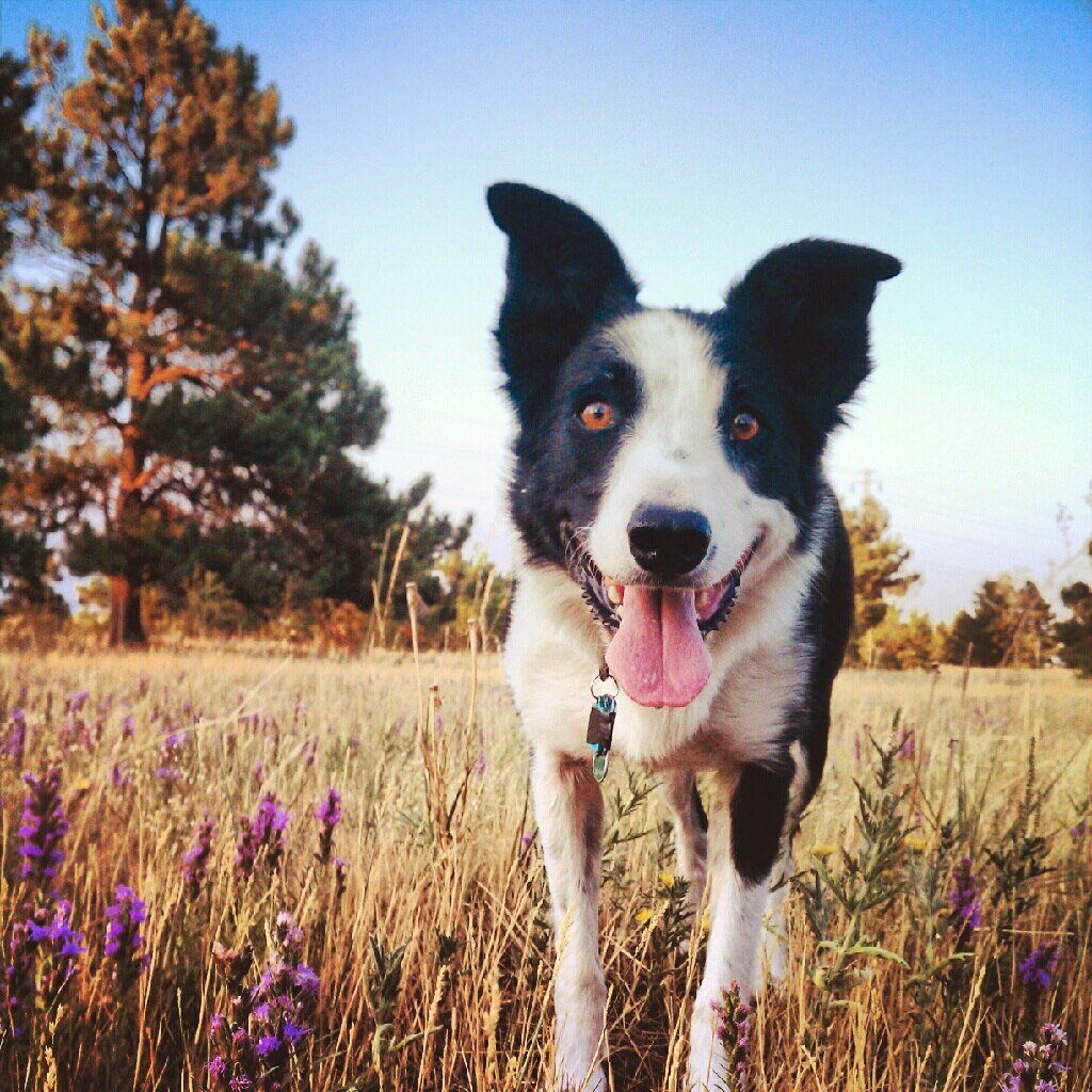 Black and white dog with open mouth and pink tongue, standing in a field of wildflowers.