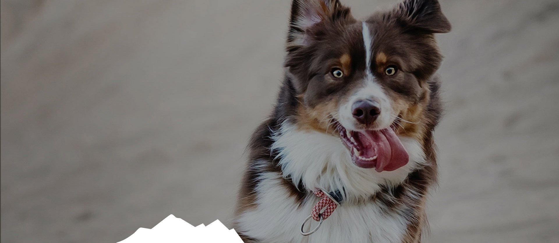 Dog Hikers Denver - High Energy Dog