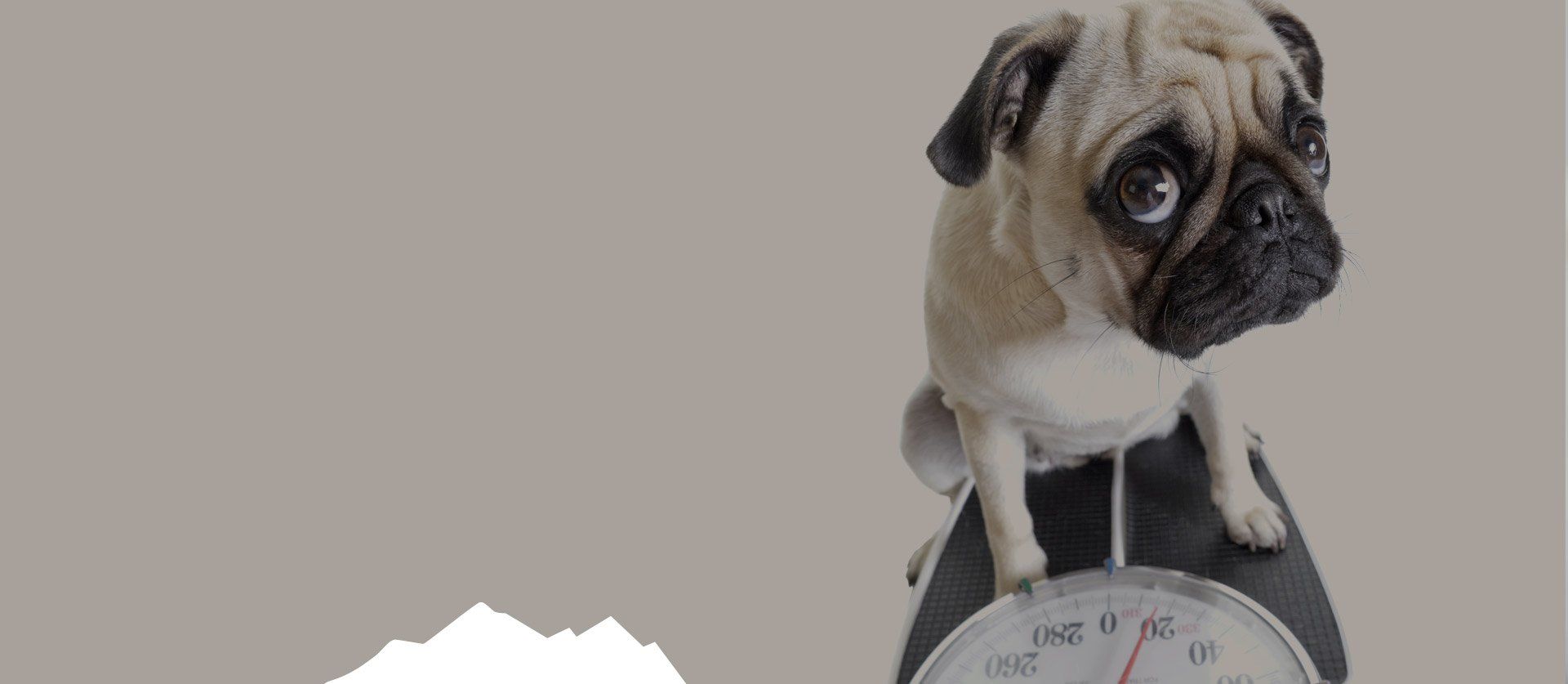 Denver Dog Walker - Overweight Dog