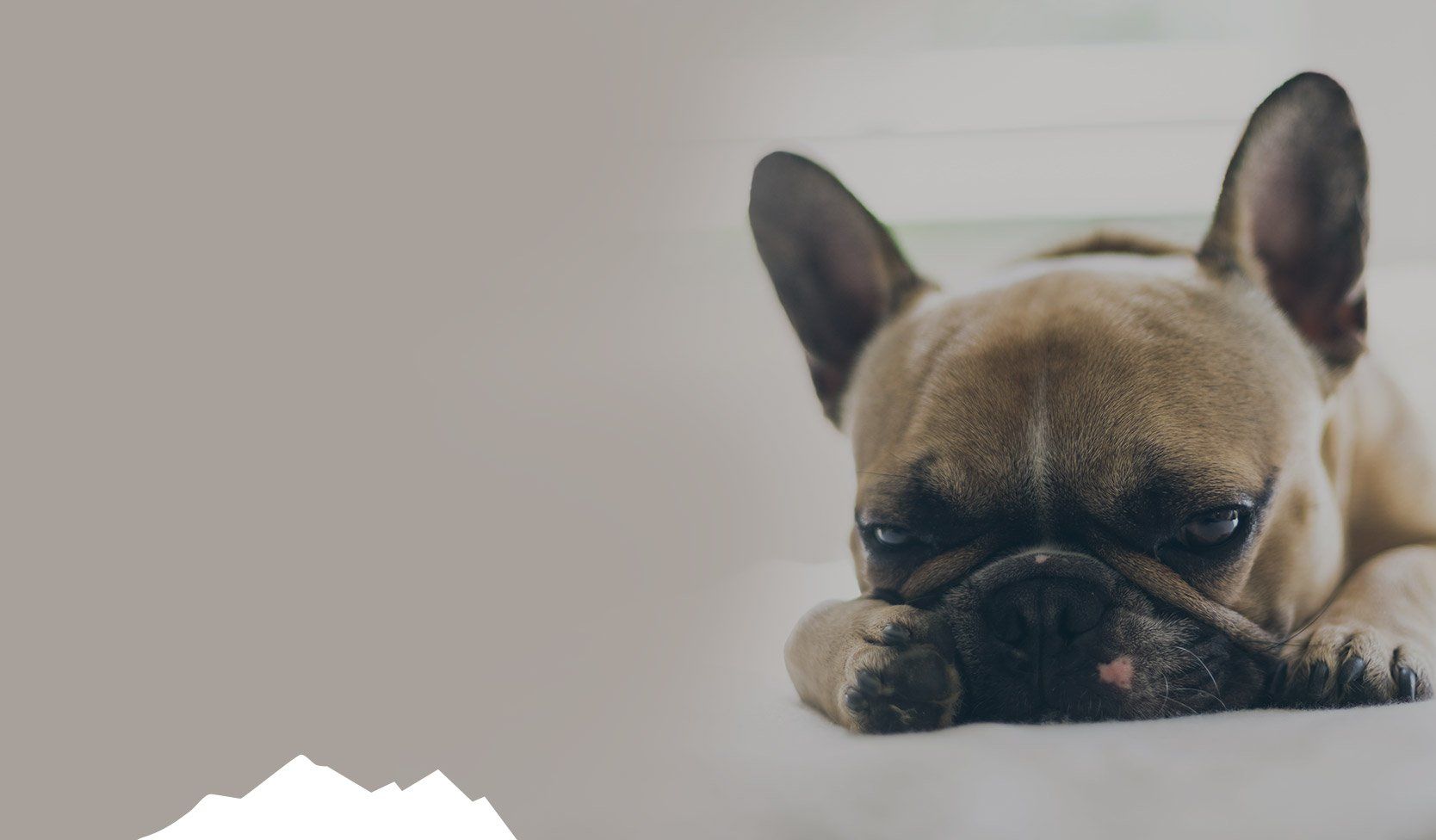 French bulldog resting its head on its paws, eyes closed, on a white surface. Brown dog with beige background.