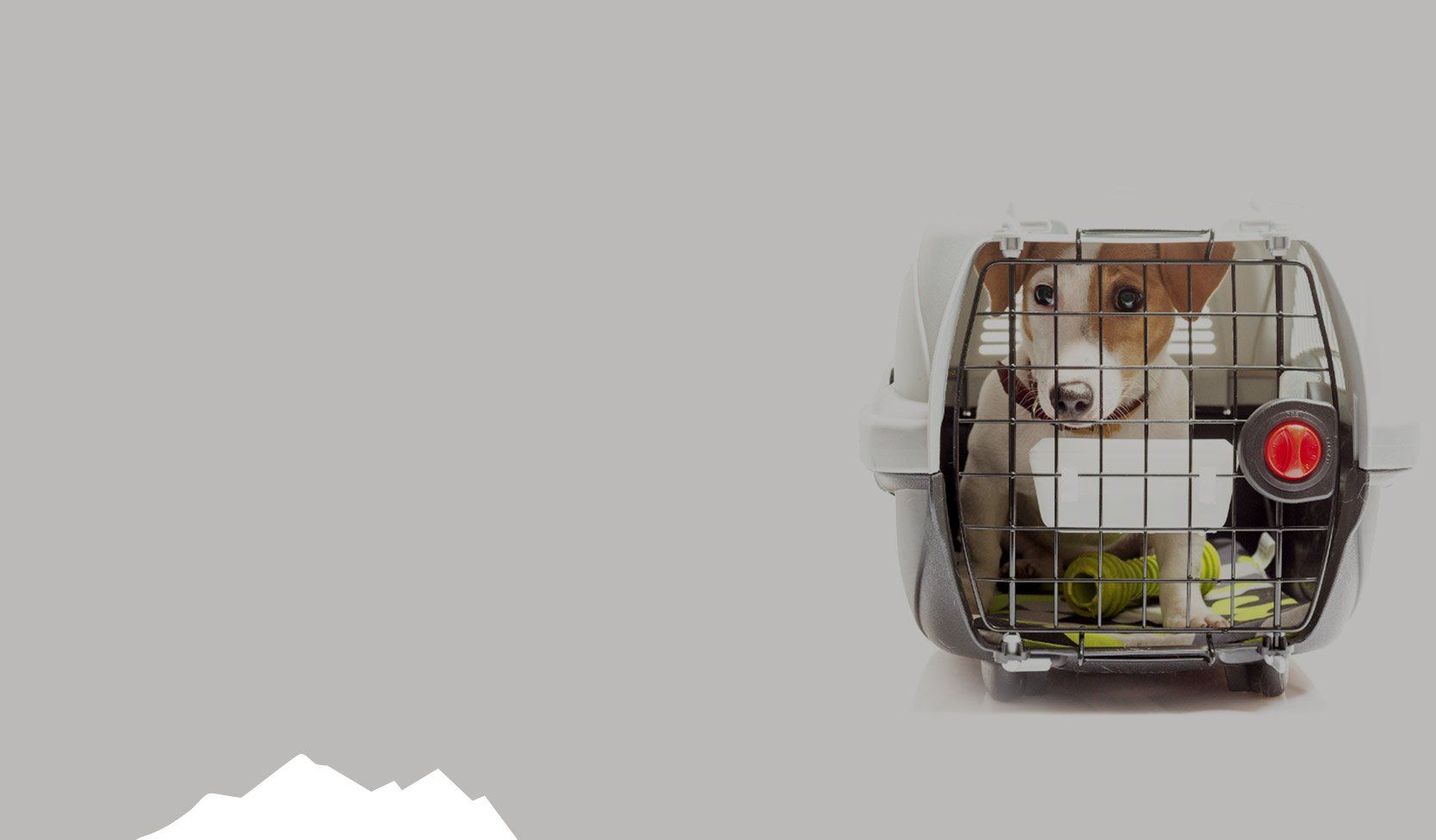 Dog inside a gray pet carrier on a gray background.