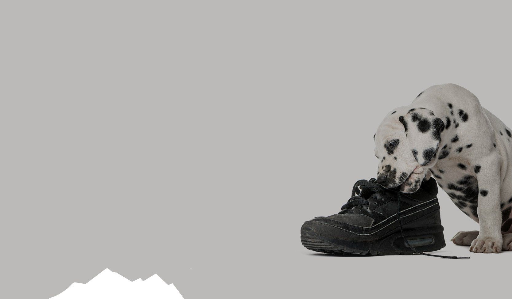 Dalmatian puppy chewing on a black work boot against a gray background.