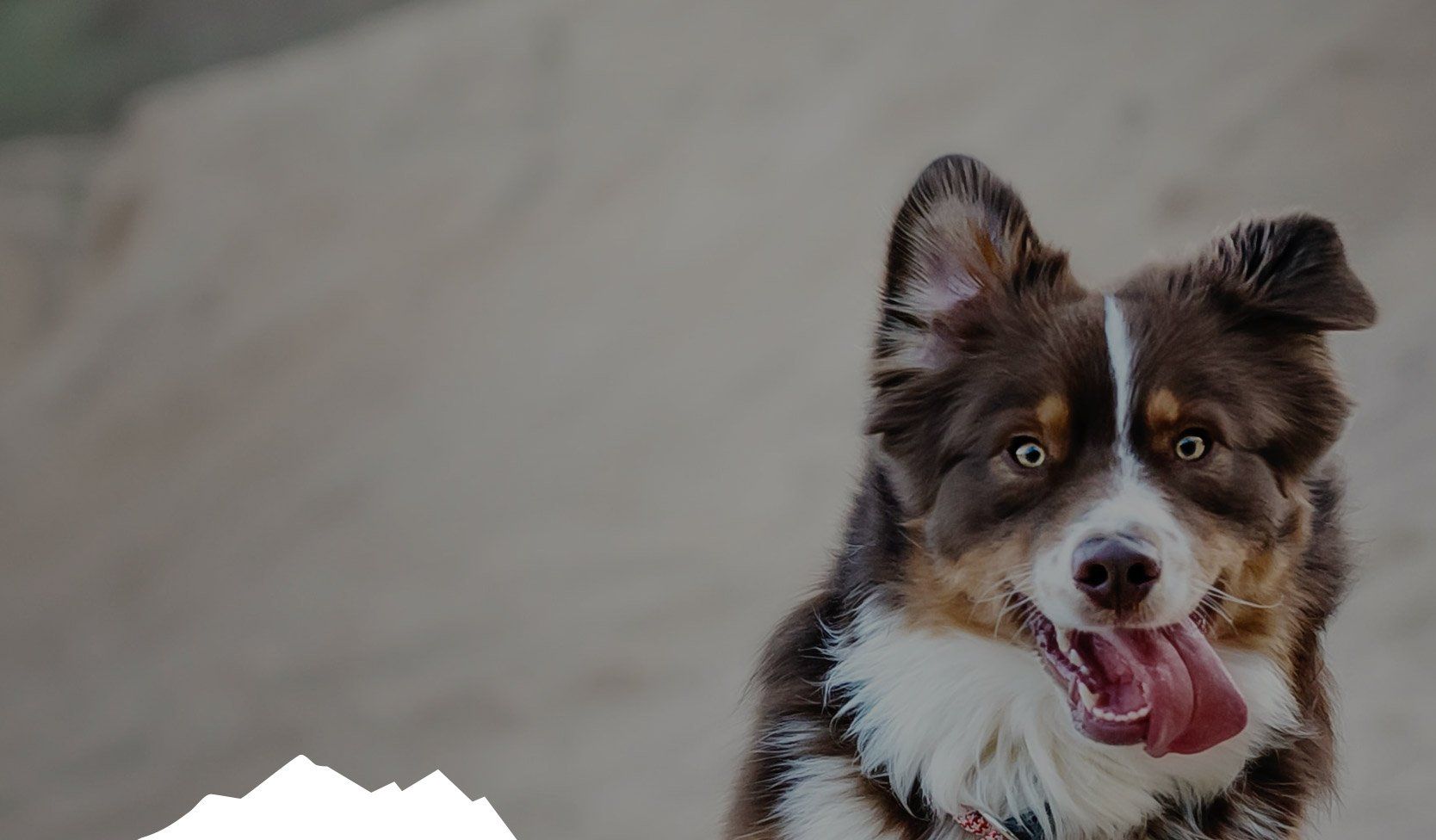 Brown and white Australian Shepherd with tongue out, outdoors with neutral background.