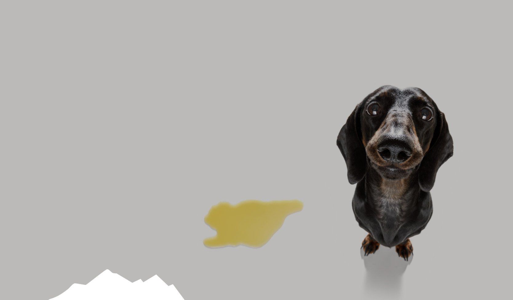 Black and brown dachshund dog sitting near a puddle of urine, looking up. Gray background.