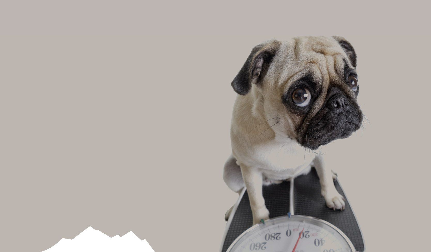 Pug sits on a scale, looking concerned with a light brown background.