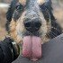 Dog with a black and tan face sticking out its tongue, close up.