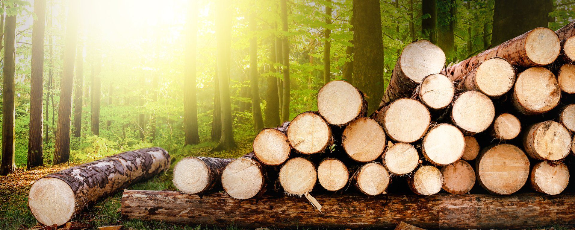 Whakatane Mill Renewable Thermal Energy Options | DETA