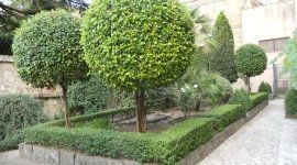 area verde con albero decorativo dalla chioma tonda